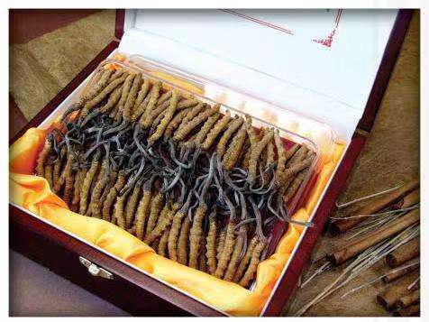 寻甸冬虫夏草回收